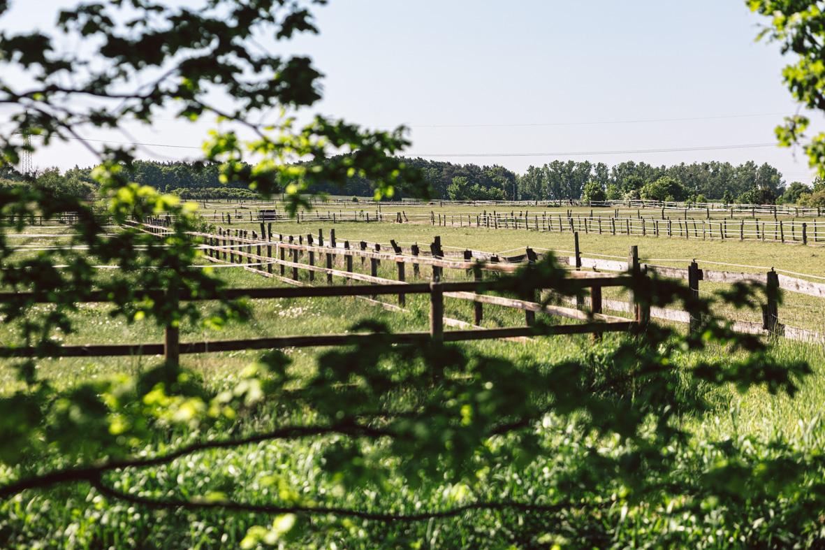 Koppeln in sommerlichem Grün