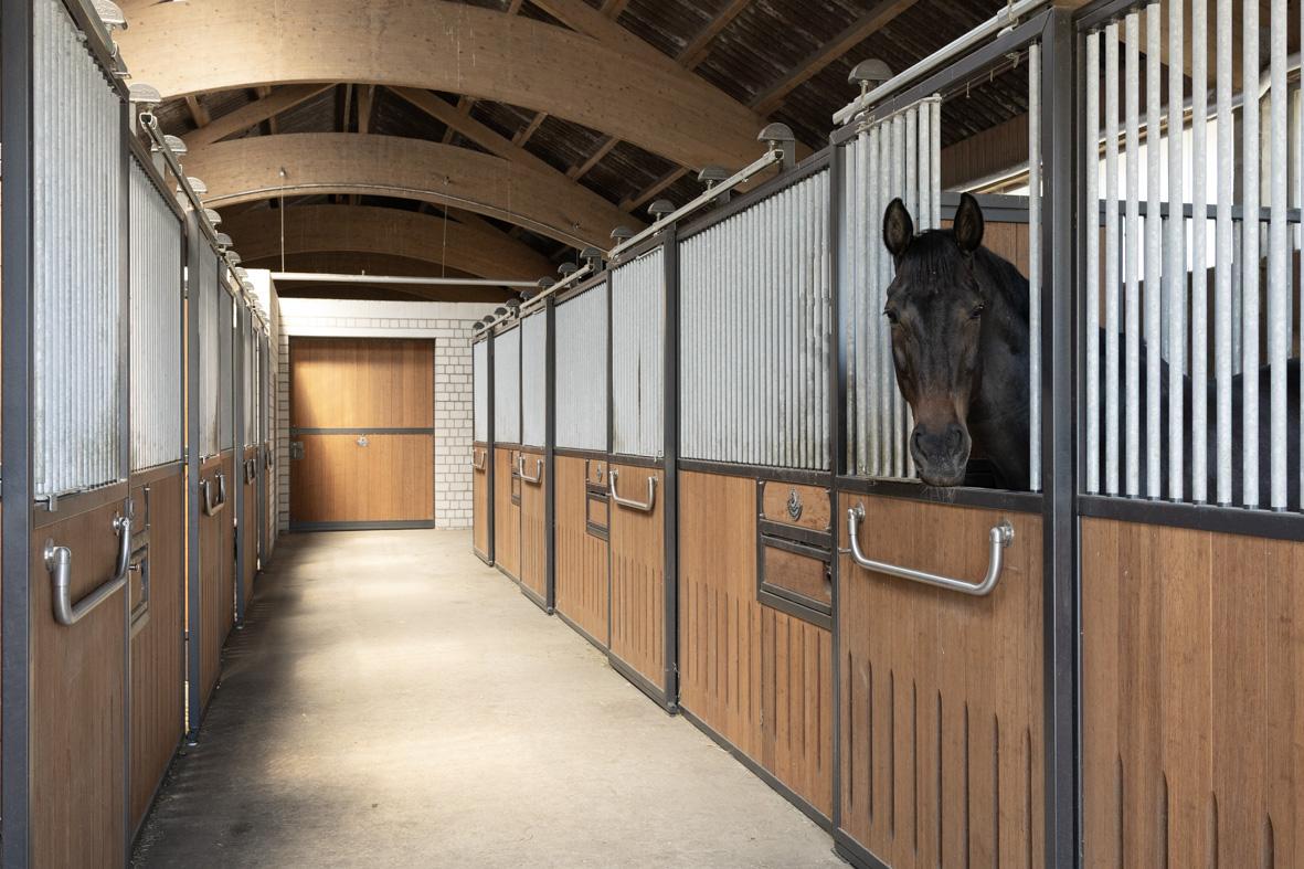 Pferd schaut neugierig aus seiner Box in der Stallgasse