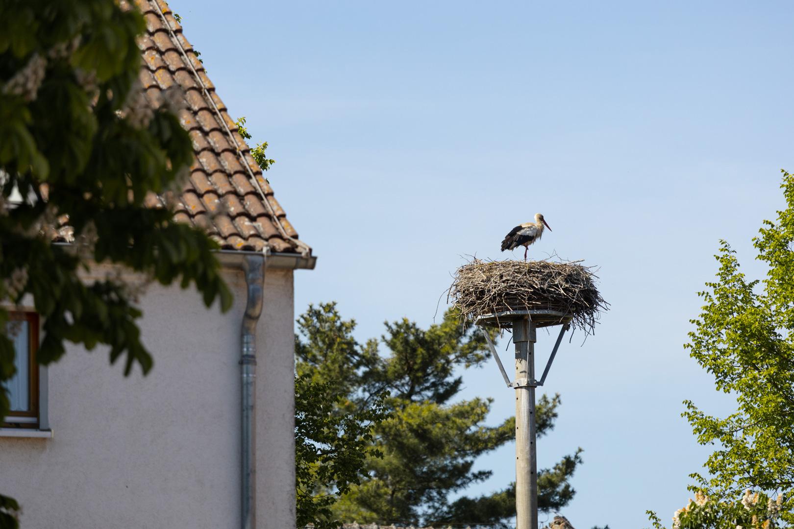Storch auf der Anlage